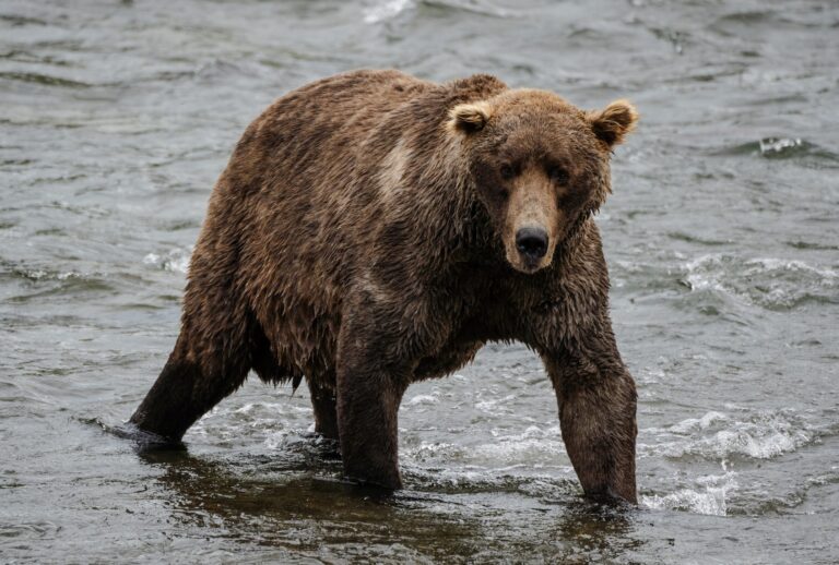 480 Otis walks across Brooks River in Bristol Bay, AK on Sept. 20, 2023. 480 Otis is estimated to be 27 years old and is a four time Fat Bear Week Champion. (The Washington Post / Contributor via Getty Images)
