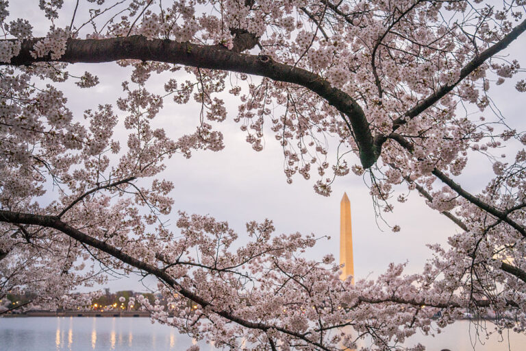 Cherry blossoms are a familiar feature of the nation's capital. The administration ordered the removal of hundreds of trees in order to revamp a free golf course into an upscale luxury golf club. (J. David Ake / Getty Images)