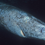 salon.com - Troy Farah - Leave the Greenland sharks alone