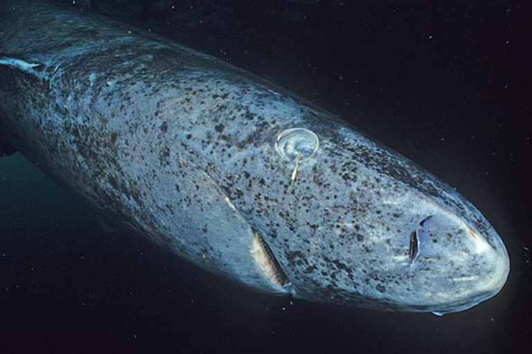 Profile of a Greenland shark with Ommatokoita elongata on its eyes. (Hemming1952 via Wikimedia Commons)